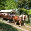 Paard en wagen